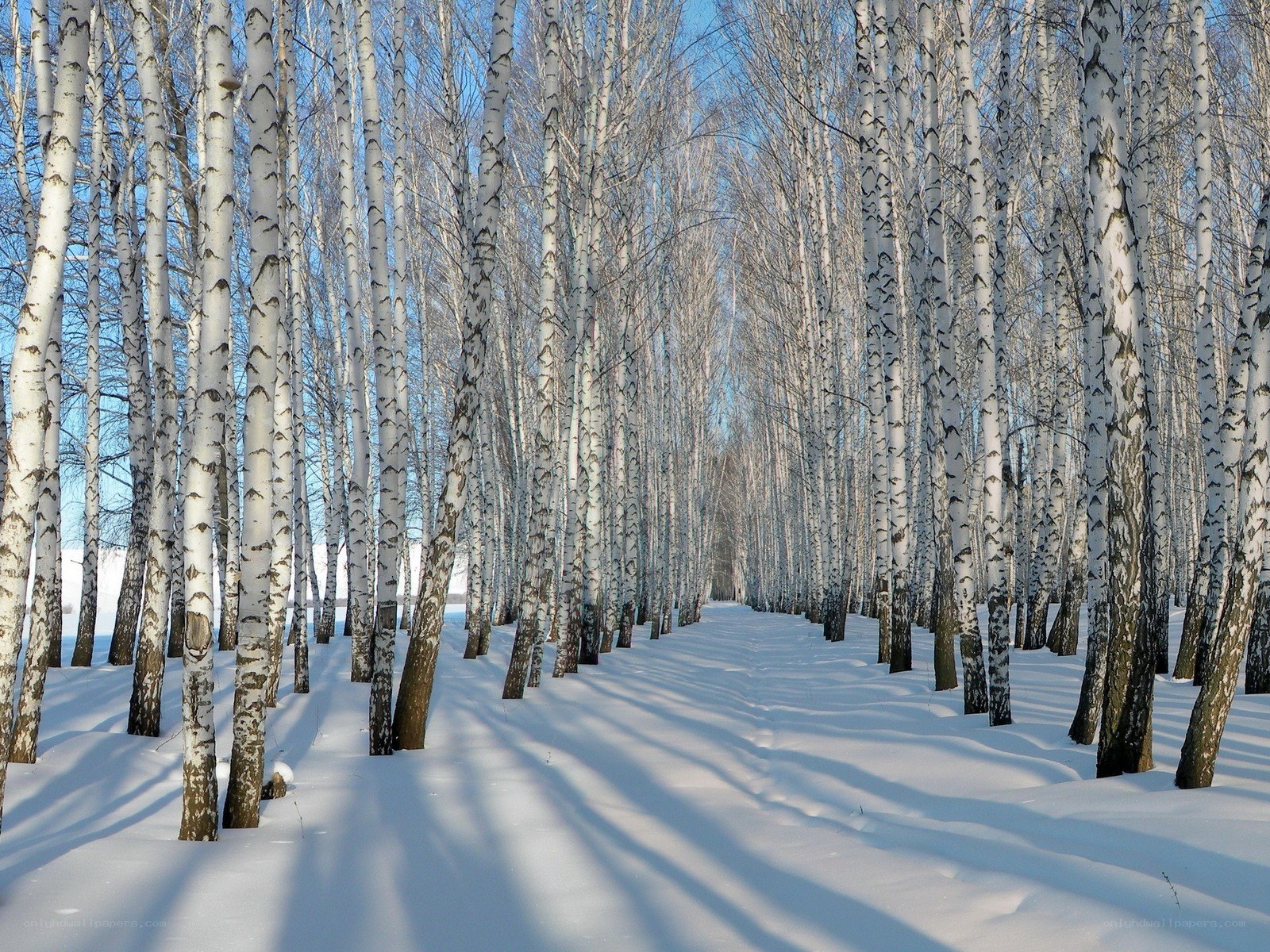 Birch forest in winter