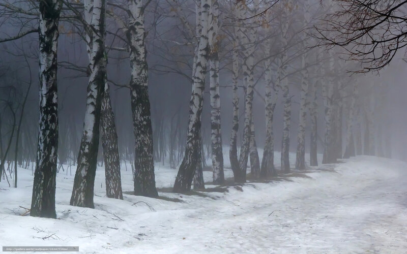 Birch forest in winter fog