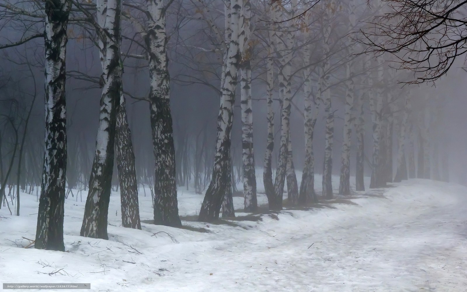 Birch forest in winter fog
