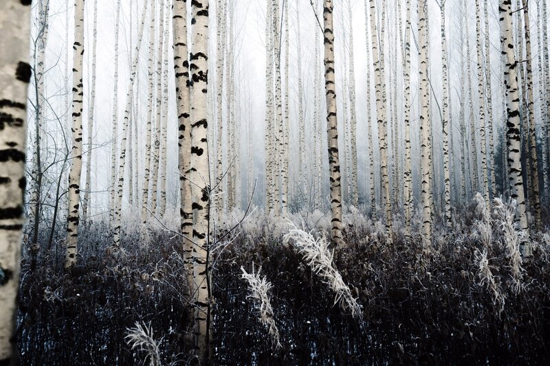 Birch Forest in Winter — White, Cold