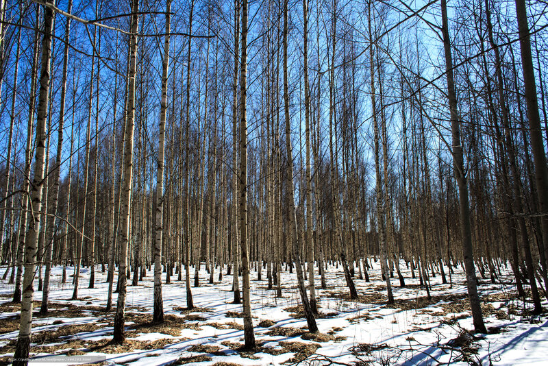 Birch Forest in Winter — White, Serene