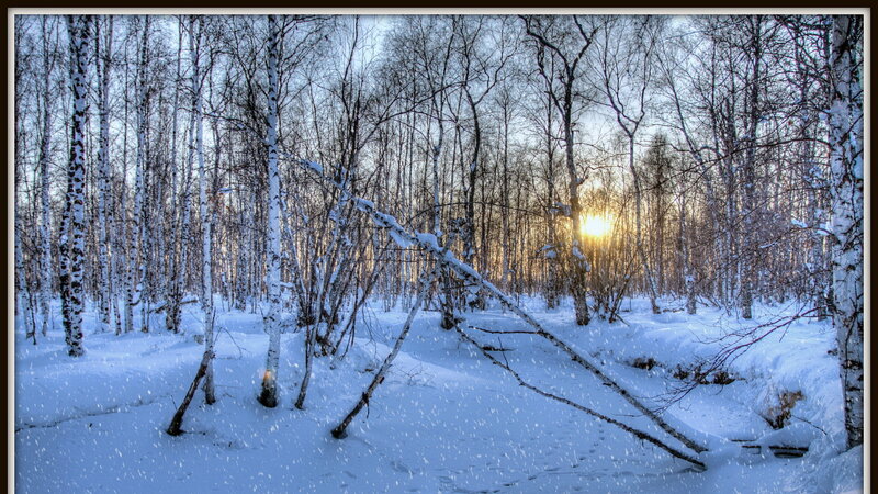 Birch Forest in Winter — White