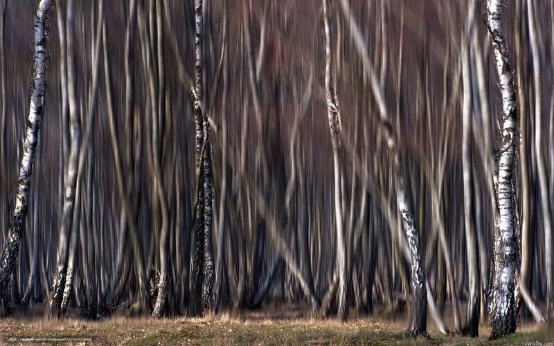birch forest motion blur