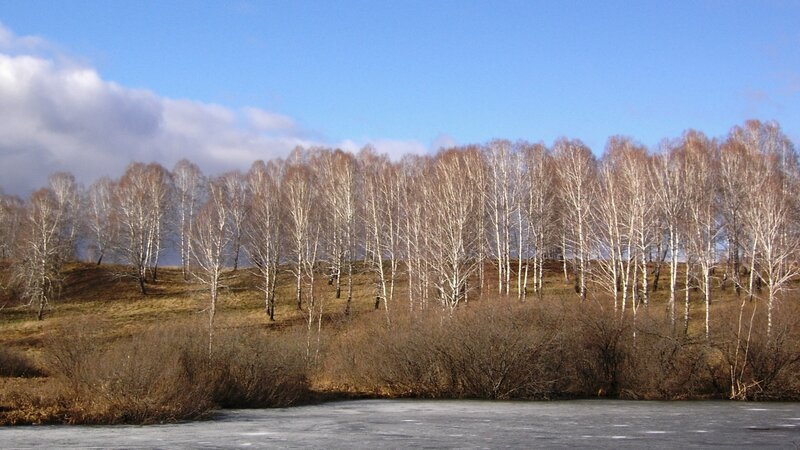 Birch forest on a frozen lake