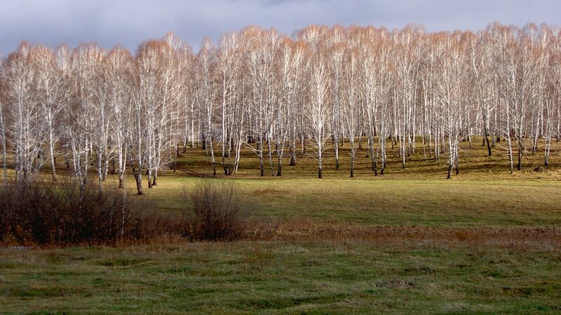 Birch Forest on Hill