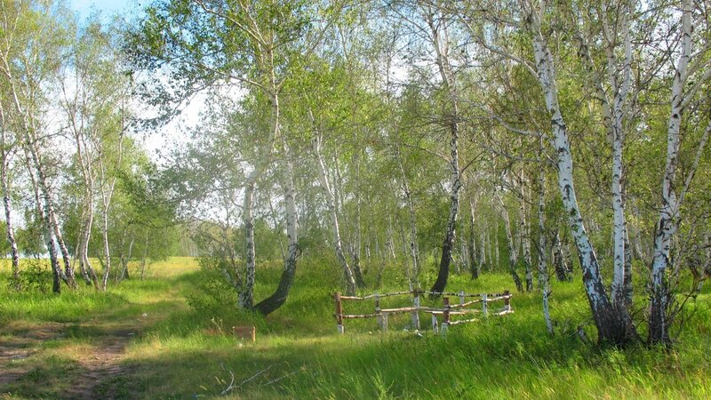 Birch forest path