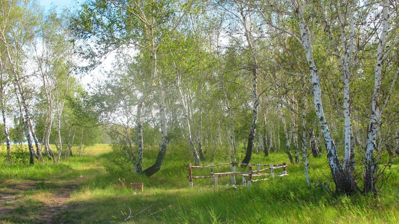 Birch forest path