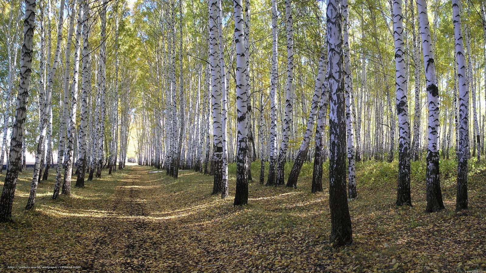 Birch forest path