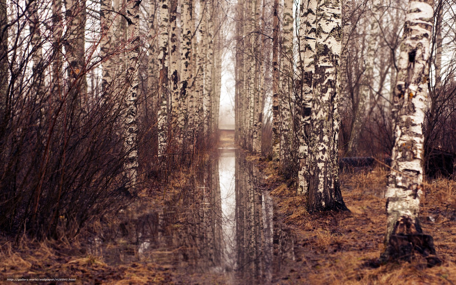 Birch forest path