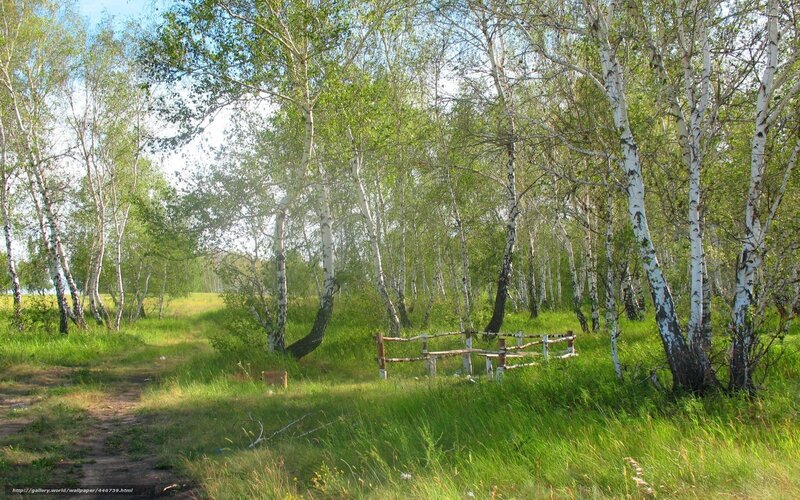 Birch forest path