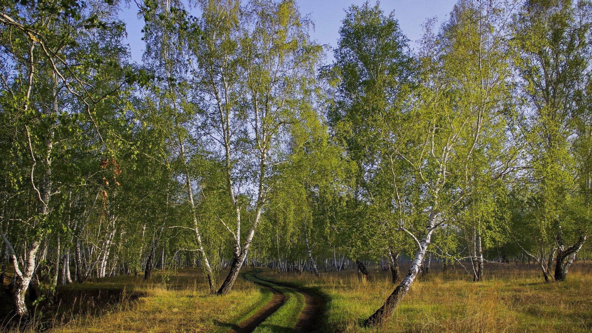 Birch forest path