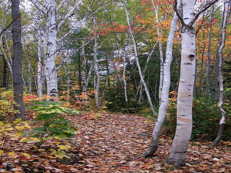 Birch Forest Path — Brown