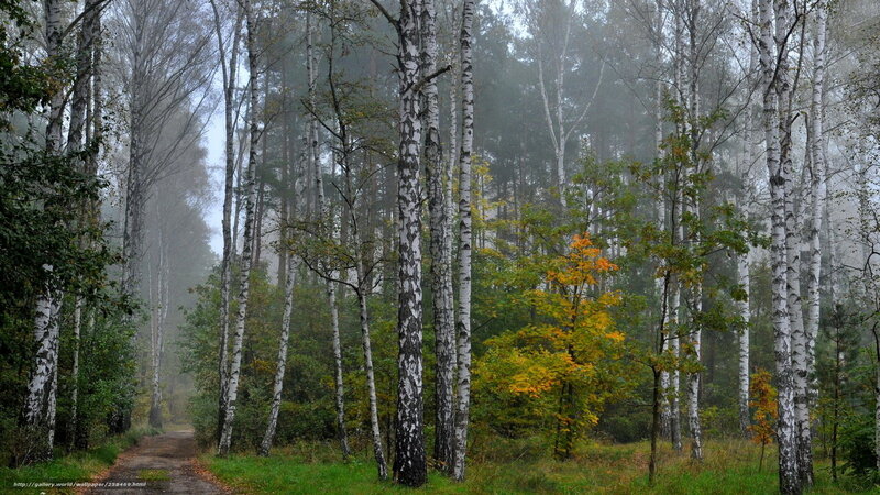 Birch Forest Path — Green, Misty, Autumn
