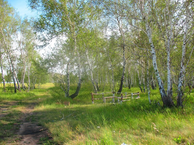 Birch Forest Path — Green, Serene, Afternoon, Photograph