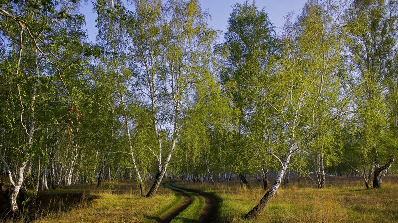 Birch Forest Path — Green, Serene, Afternoon, Photograph, Trees, Grass, Brown