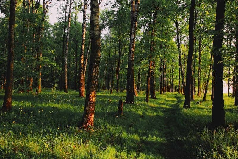 Birch Forest Path — Green, Serene, Afternoon, Photograph, Trees, Grass, Sunlight