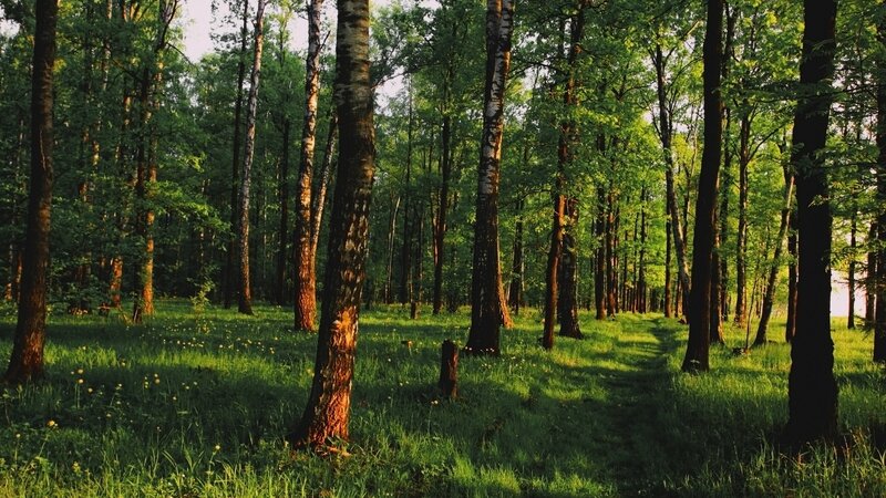 Birch Forest Path — Green, Serene, Afternoon, Photograph, Trees, Grass