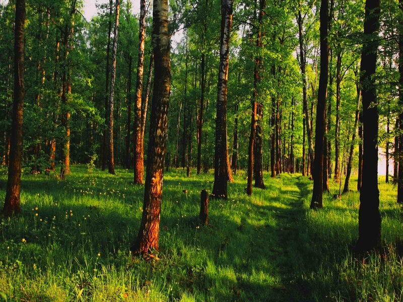 Birch Forest Path — Green, Serene, Afternoon