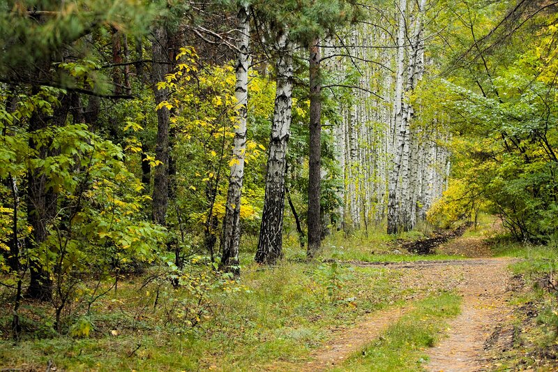 Birch Forest Path — Green, Serene, Autumn, Photograph, Trees