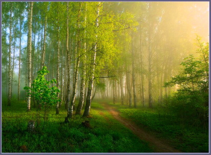 Birch Forest Path — Green, Serene, Morning, Photograph