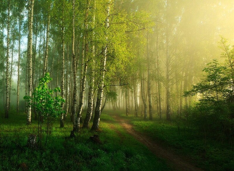 Birch Forest Path — Green, Serene, Morning, Photograph, Trees, Fog