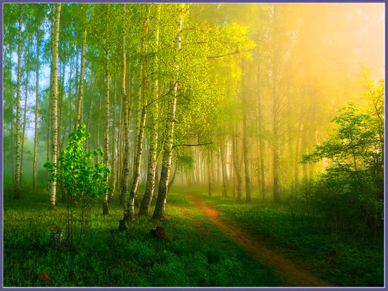 Birch Forest Path — Green, Serene, Morning, Photograph, Trees, Sunlight