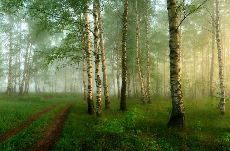 Birch Forest Path — Green, Serene, Morning, Photograph, Trees