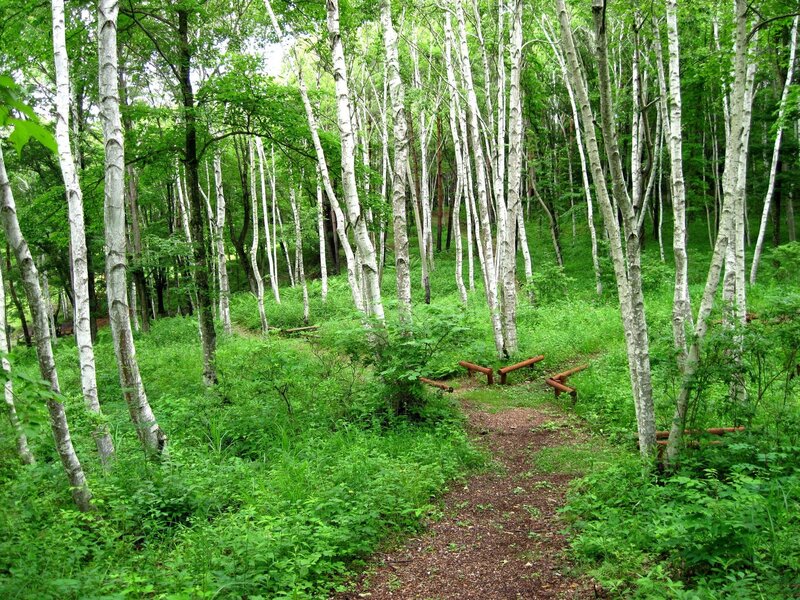 Birch Forest Path — Green, Serene, Summer