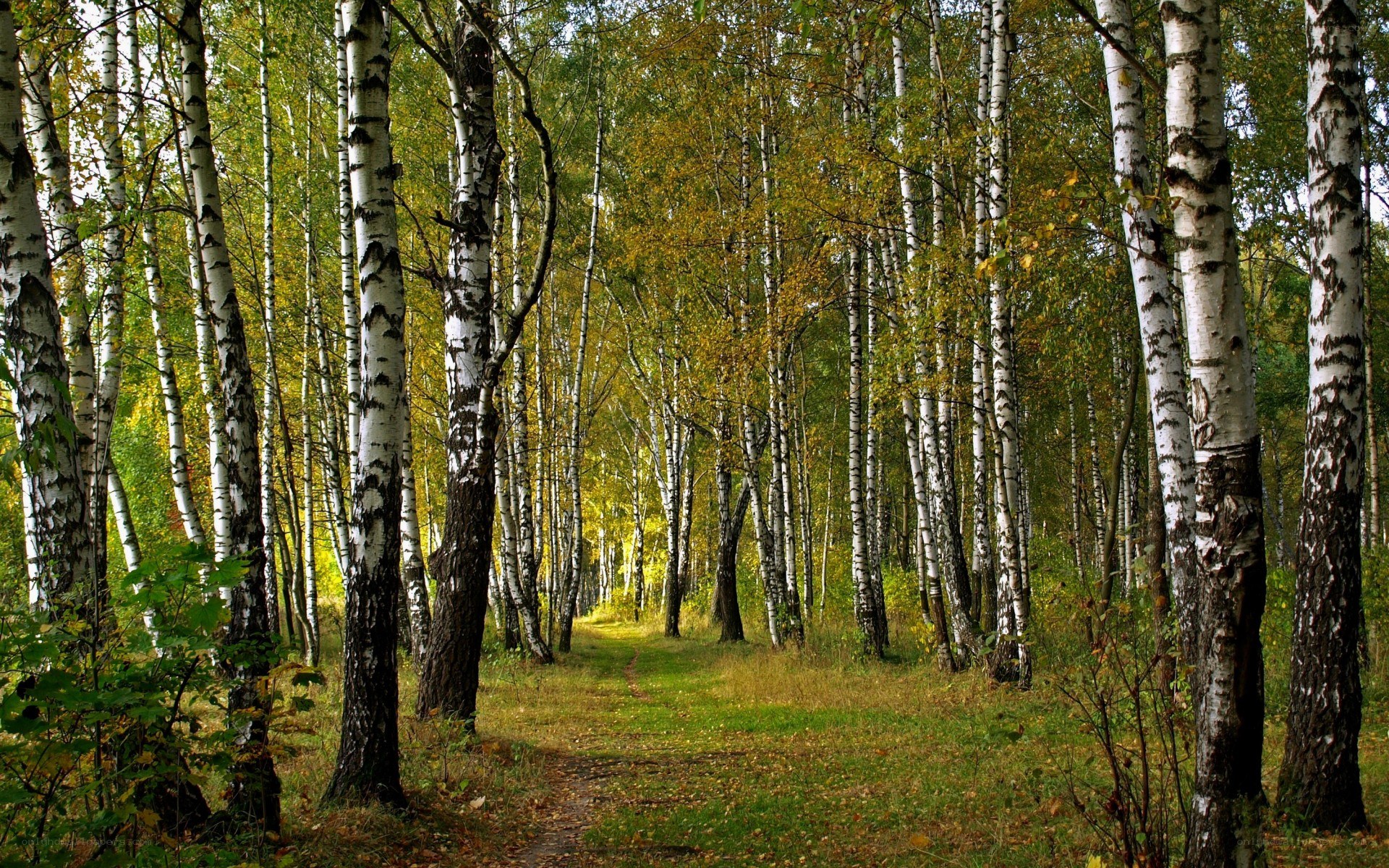 Birch forest path in autumn