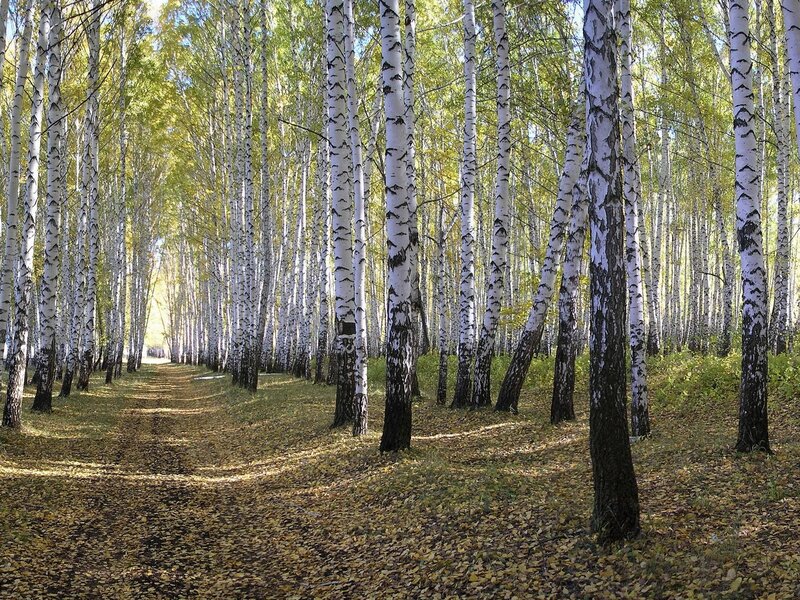 Birch forest path in autumn