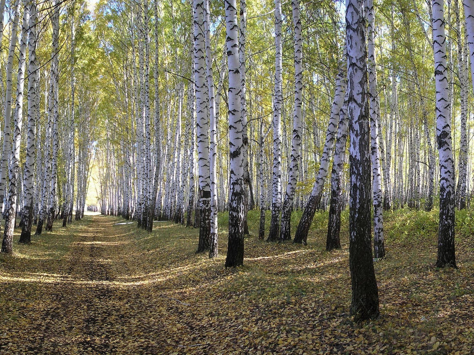 Birch forest path in autumn
