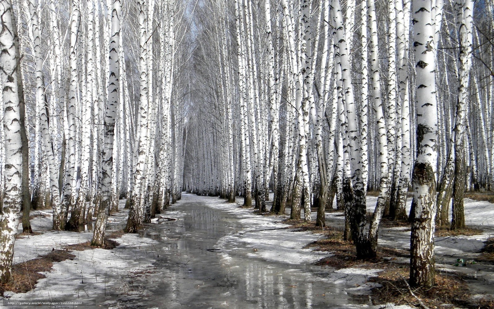 Birch forest path in winter