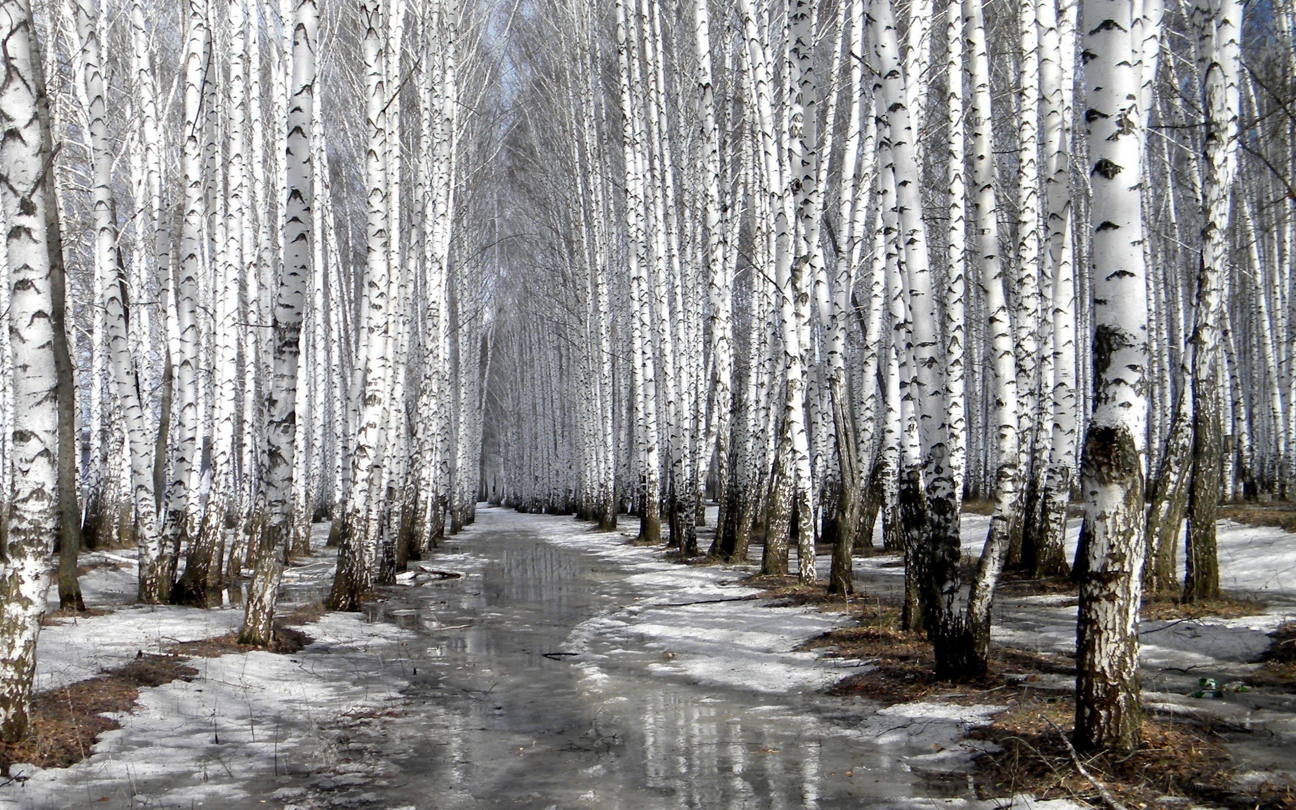 Birch forest path in winter