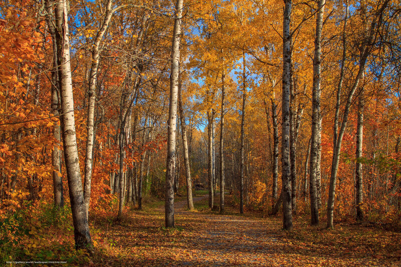Birch Forest Path — Orange, Serene, Autumn, Photograph