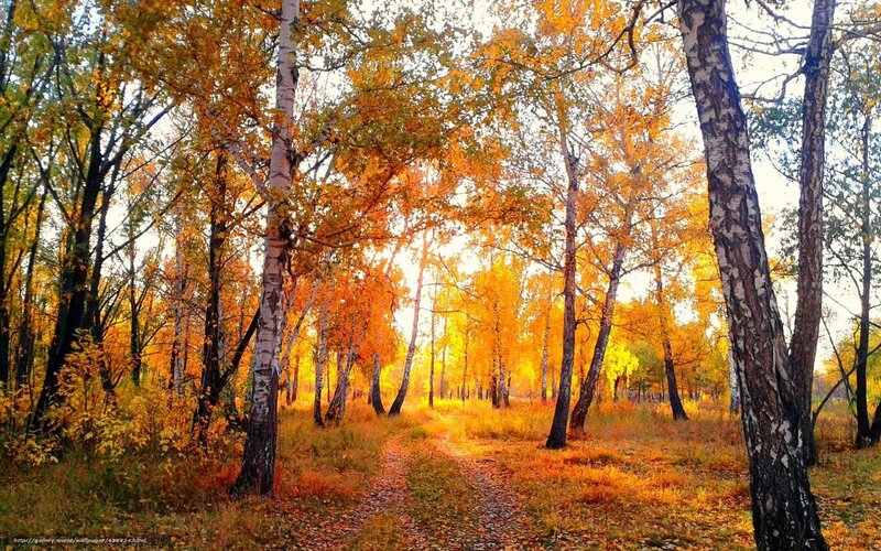 Birch Forest Path — Orange, Serene, Autumn