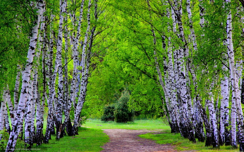 Birch forest path