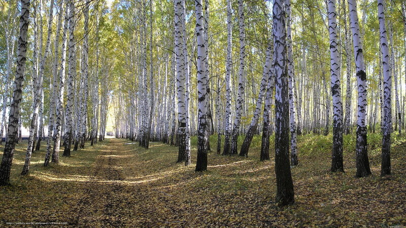 Birch Forest Path — White, Serene, Autumn, Photograph