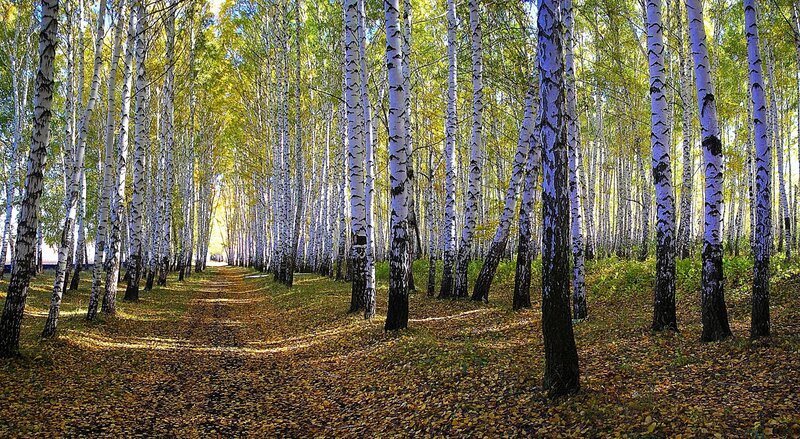 Birch Forest Path — White, Serene, Autumn