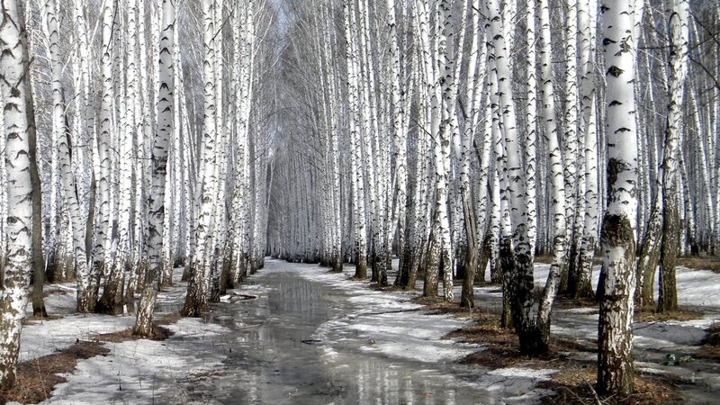 Birch Forest Path — White, Serene, Winter, Photograph, Snow