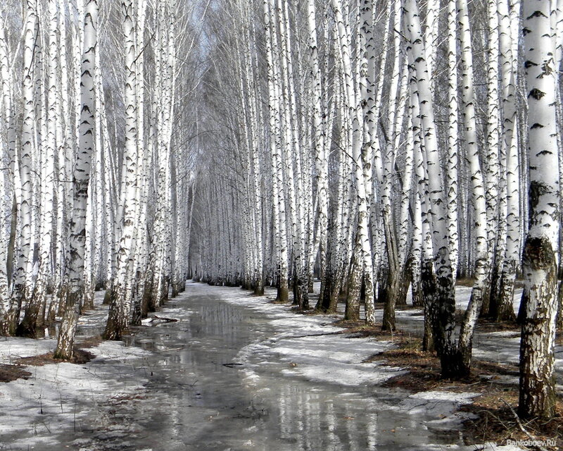 Birch Forest Path — White, Serene, Winter, Photograph