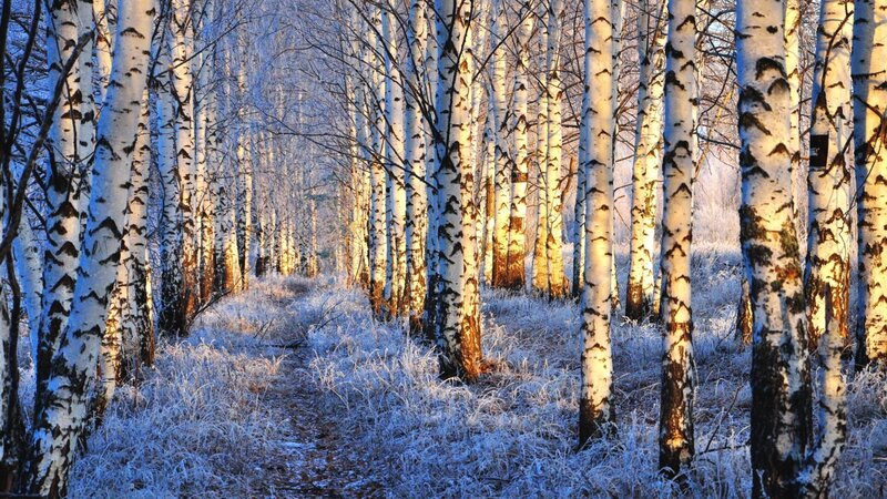 Birch Forest Path — White, Serene, Winter, Photograph, Trees, Frost