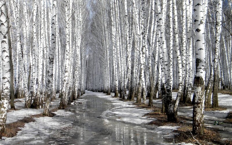 Birch Forest Path — White, Serene, Winter, Photograph, Trees, Snow, Mud, Brown