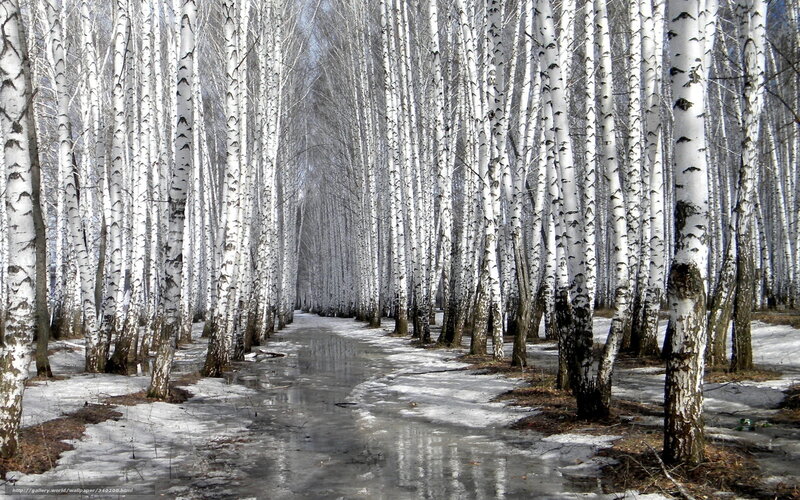 Birch Forest Path — White, Serene, Winter, Photograph, Trees, Snow, Mud