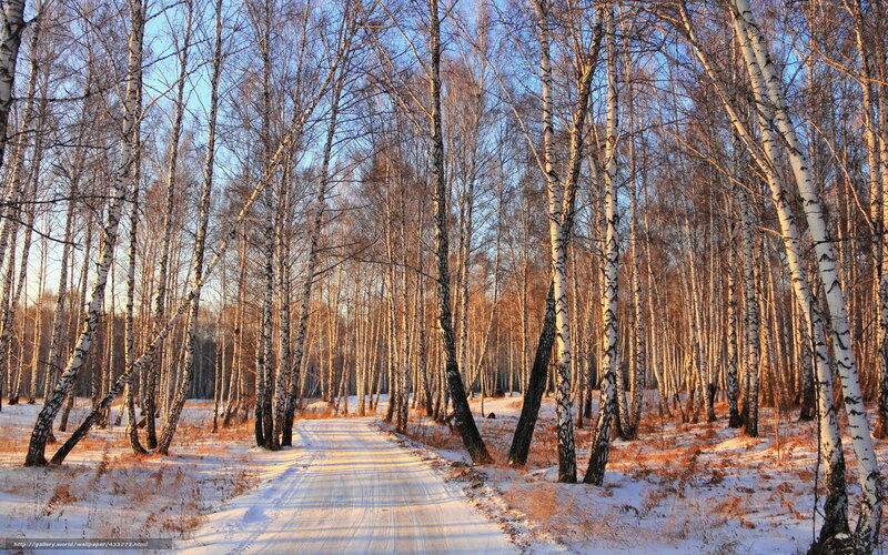 Birch Forest Path — White, Serene, Winter, Photograph, Trees, Snow, Road