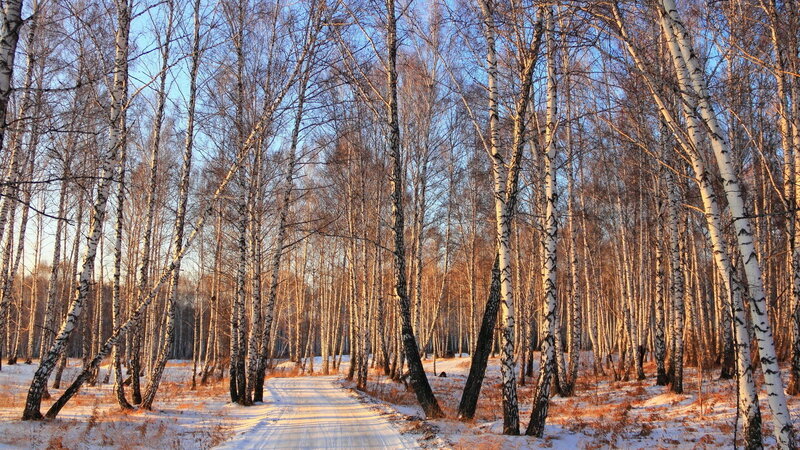 Birch Forest Path — White, Serene, Winter, Photograph, Trees, Snow