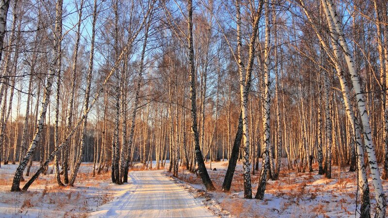 Birch Forest Path — White, Serene, Winter, Photograph, Trees
