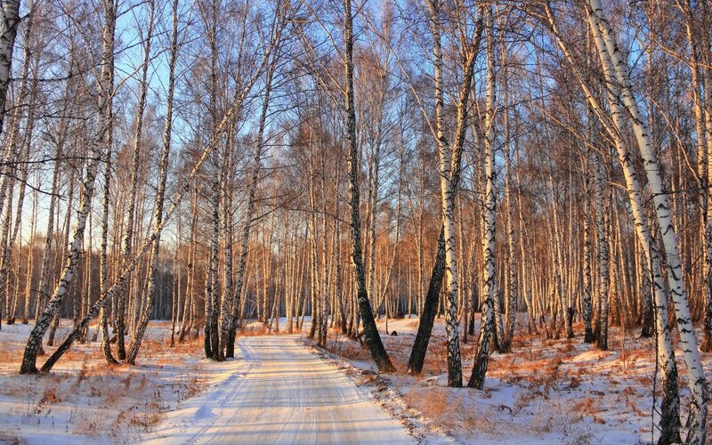 Birch Forest Path — White, Serene, Winter
