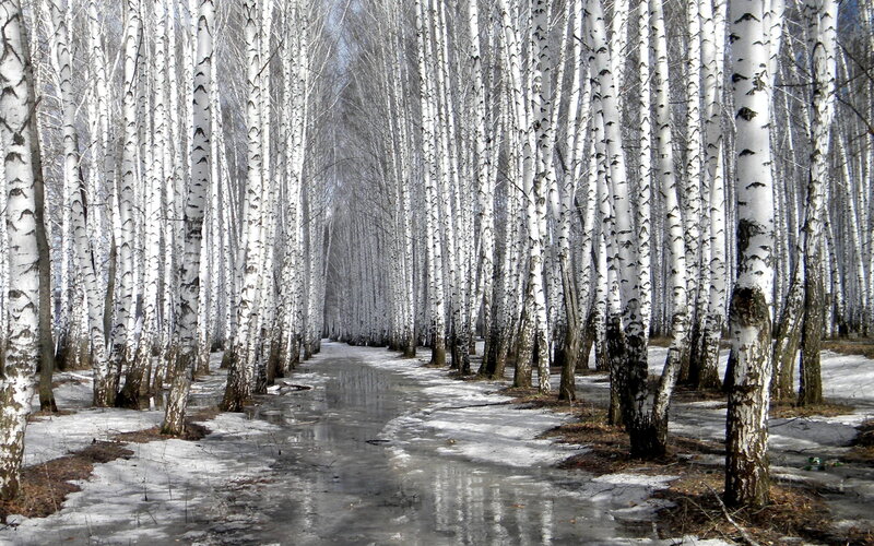 Birch Forest Path — White