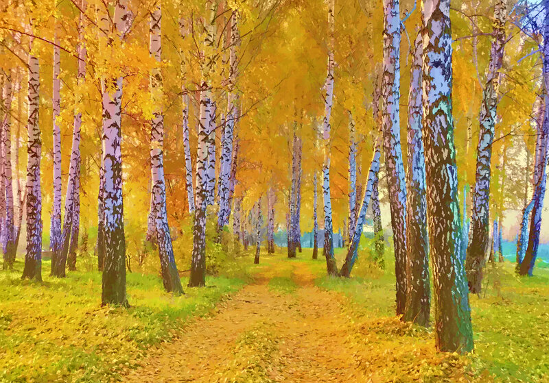 Birch Forest Path — Yellow