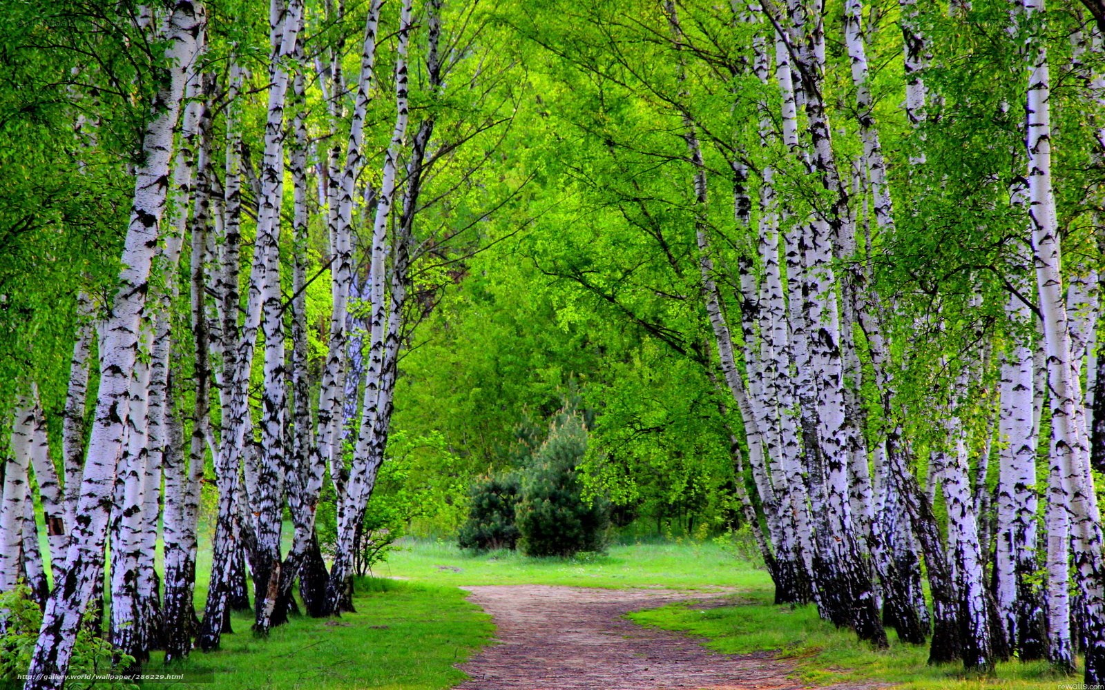 Birch forest path